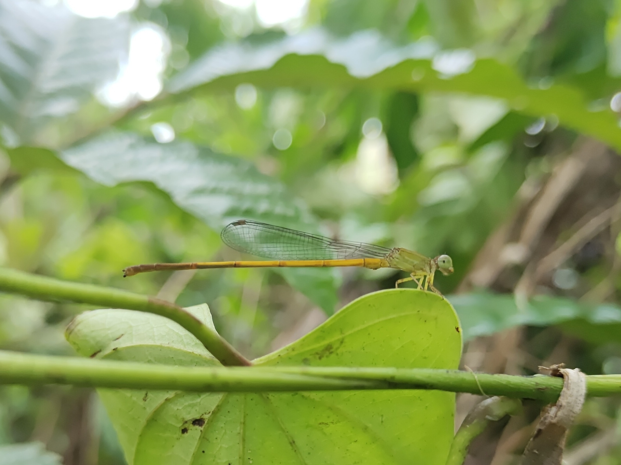 Coromandel Marsh Dart