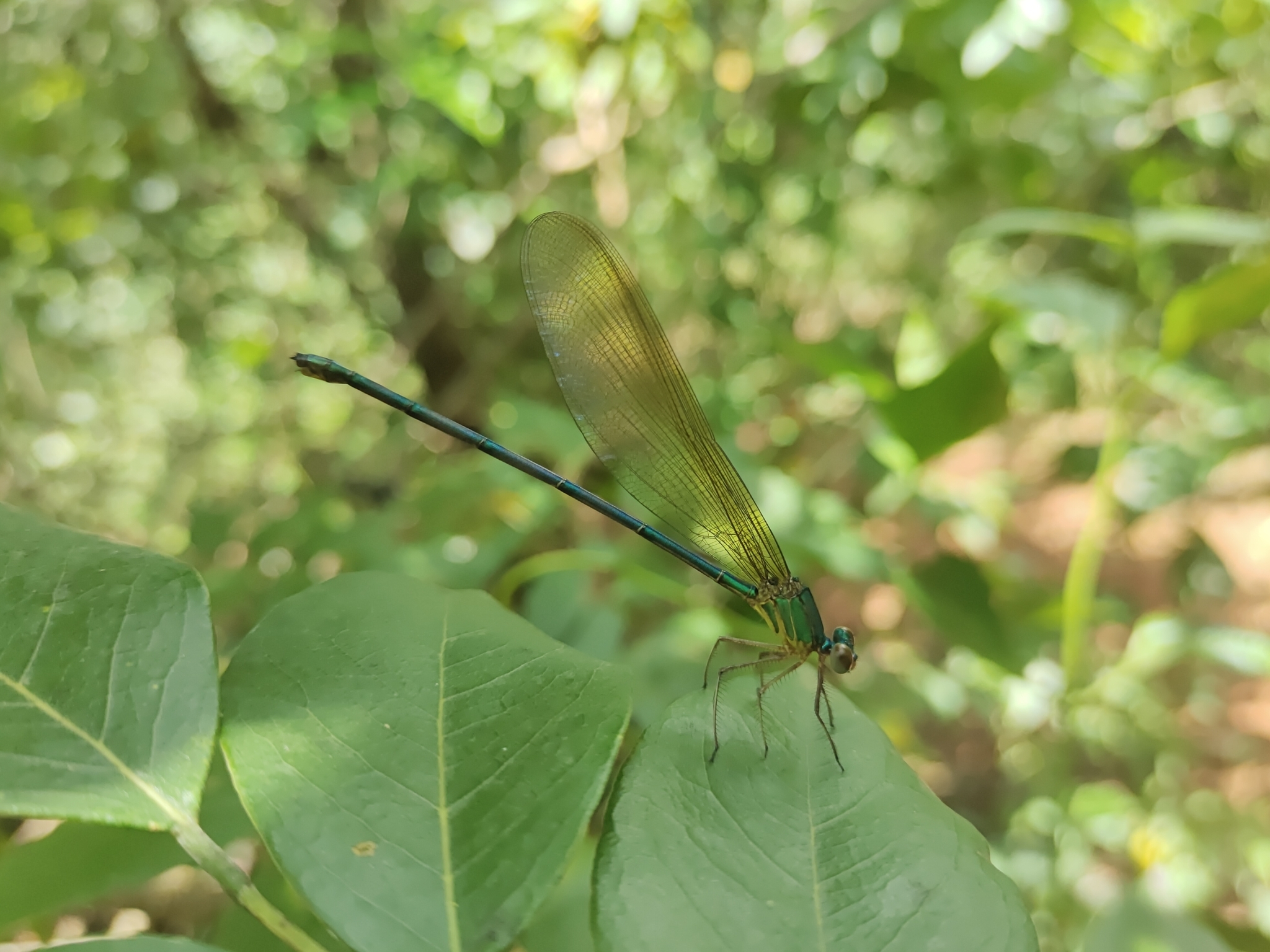 Clear-Winged Flashwing