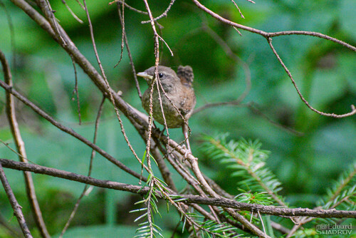 Troglodyte mignon, jeune