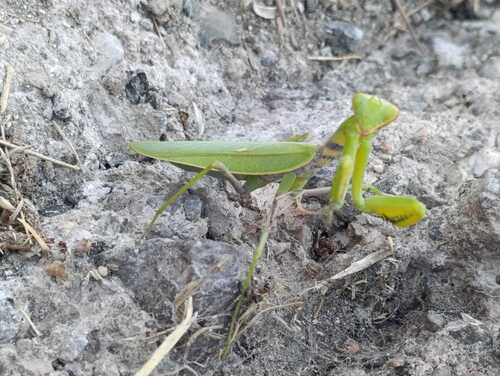 Transcaucasian Giant Mantis