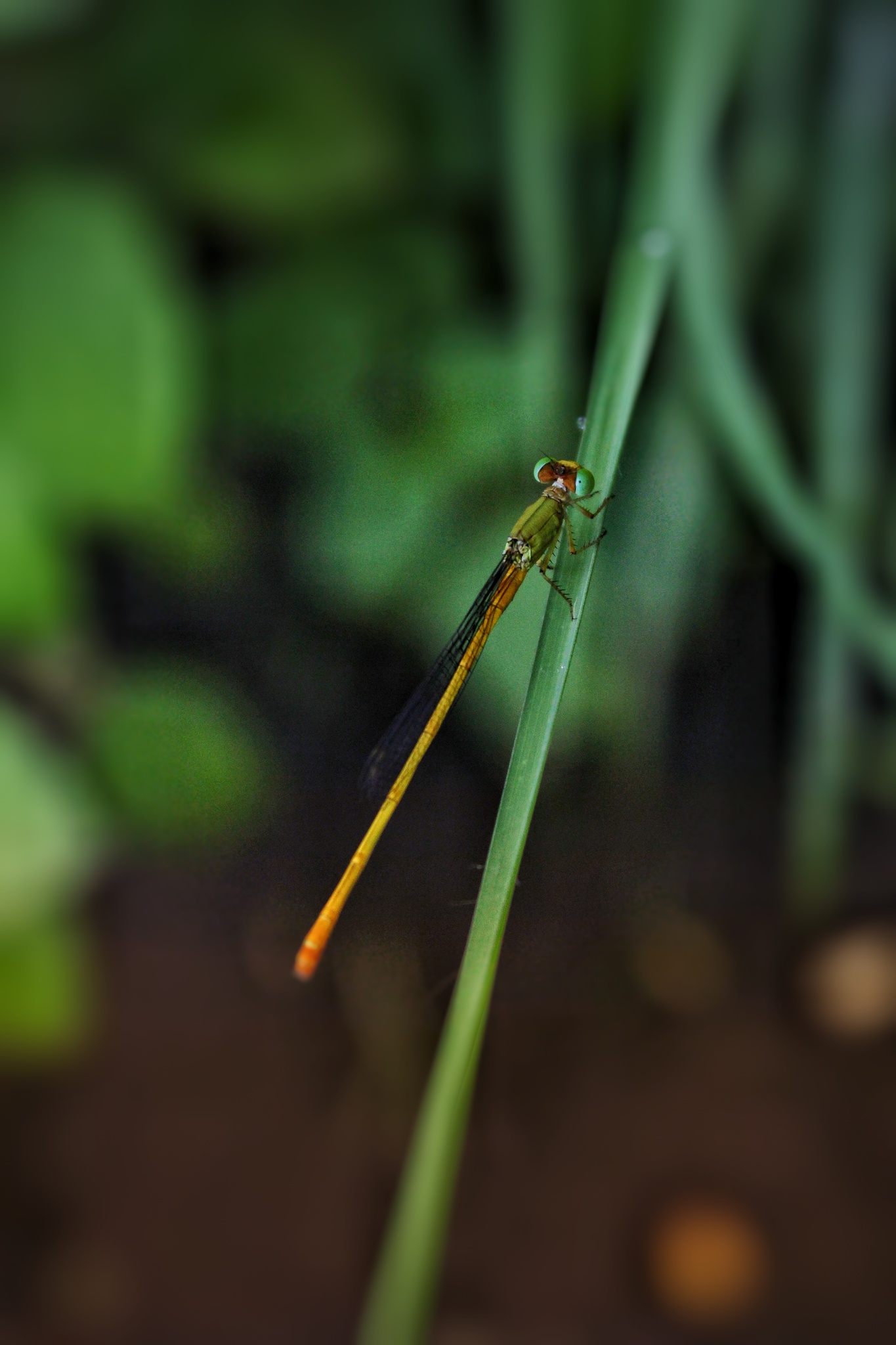 Coromandel Marsh Dart