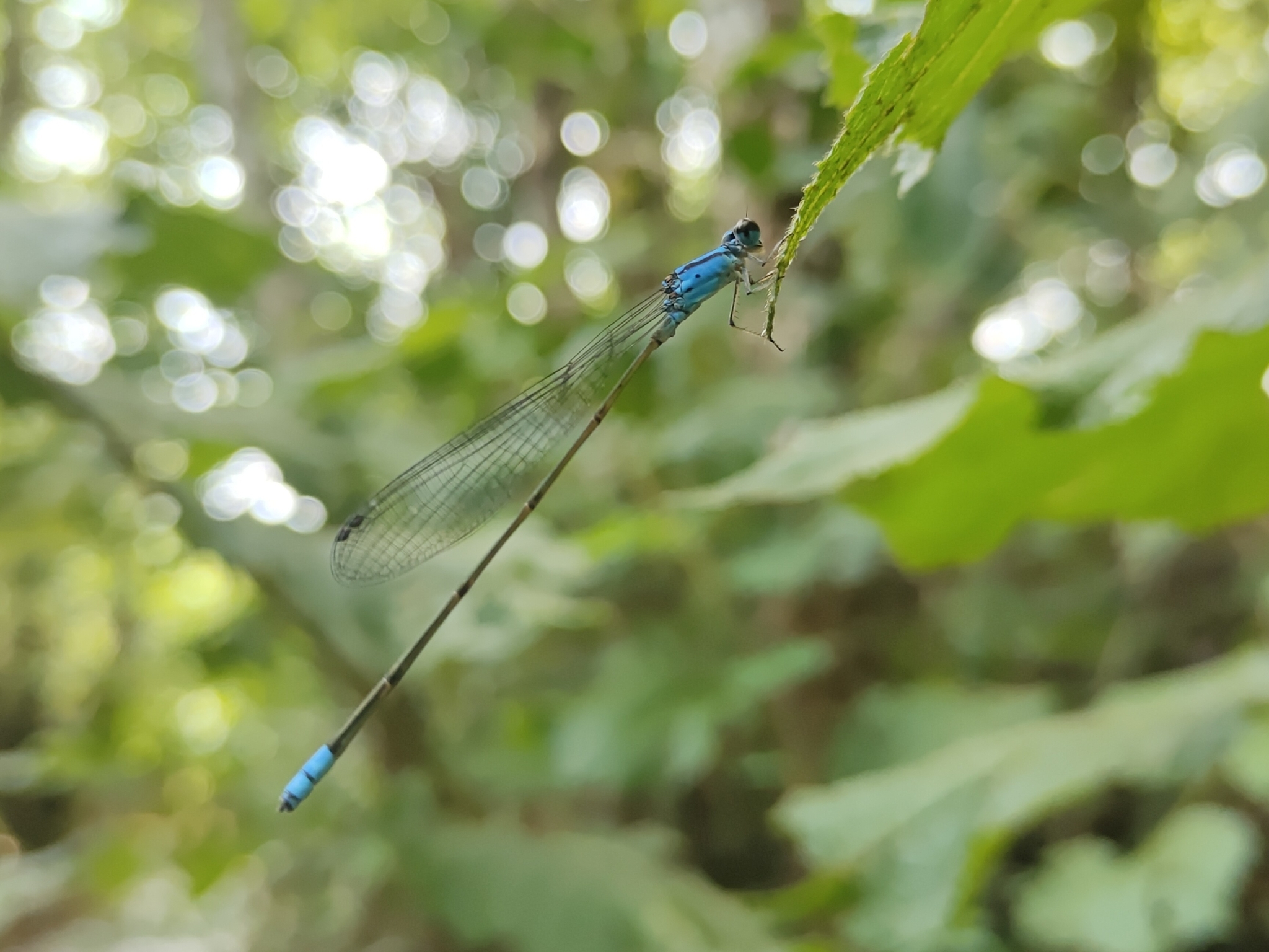 Long-Banded Sprite