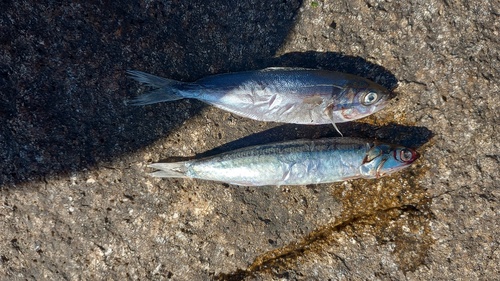 Araucanian herring (Strangomera bentincki) — Clupeidae — 2