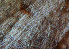 Palaeaspilates inoffensa