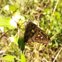 Thorybes dorantes dorantes