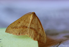 Palaeaspilates inoffensa