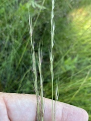 Aristida virgata
