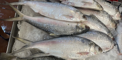 Longtail shad (Tenualosa macrura) — Clupeidae