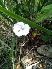 Magnoliopsida