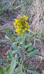 Solidago gillmanii