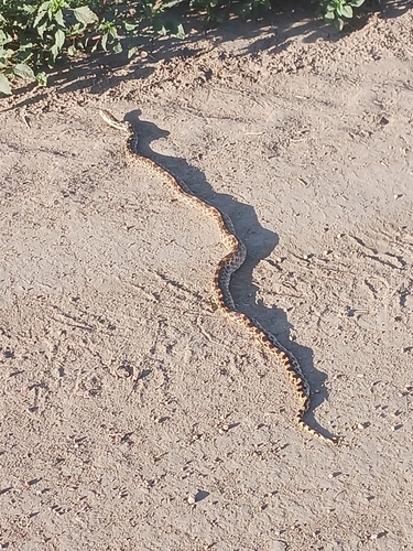 Bullsnake
