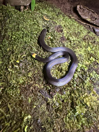 Photo of a Grey Ground Snake (Atractus occipitoalbus)