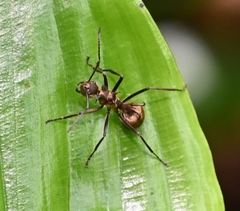 Polyrhachis bihamata