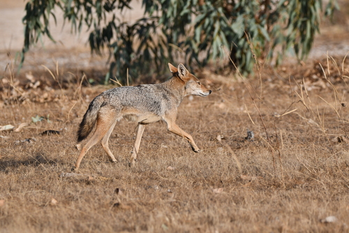 West African Wolf