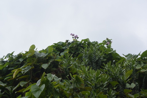 Argyreia capitiformis, photograph 2