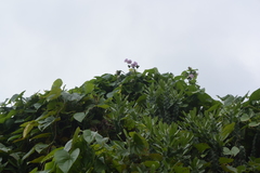 Argyreia capitiformis