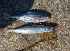 Araucanian Herring photo 2