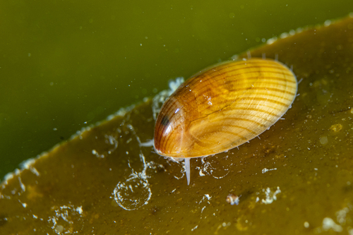 prílipka severská (Patella pellucida)