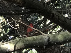 Cardinalis cardinalis