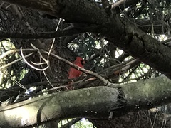 Cardinalis cardinalis