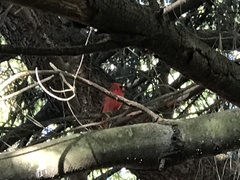 Cardinalis cardinalis