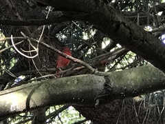 Cardinalis cardinalis