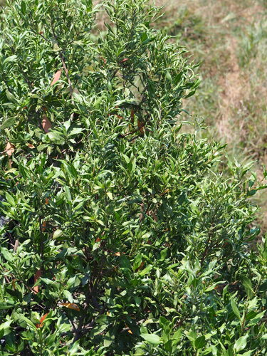 Conocarpus lancifolius, photograph 2