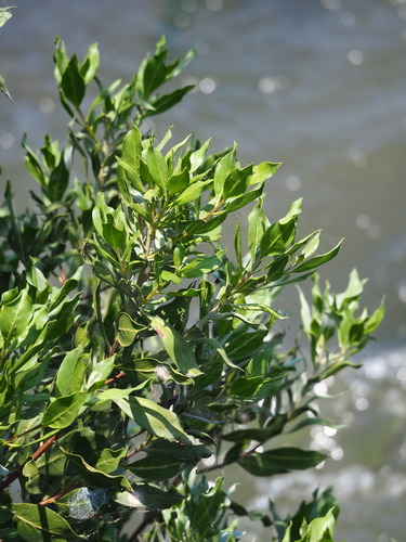 Conocarpus lancifolius