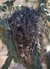 Campylorhynchus brunneicapillus