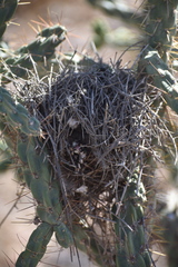 Campylorhynchus brunneicapillus