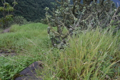 Tripogon jacquemontii