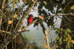Lybius bidentatus