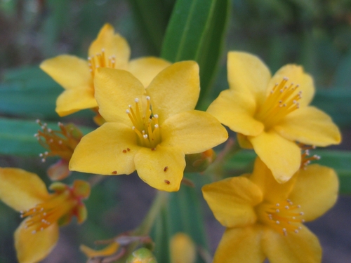 Tristania neriifolia (Sieber ex Sims) R.Br.