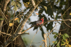 Lybius bidentatus