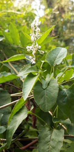 Image of Fallopia aubertii by (c) purperlibel, some rights reserved (CC BY-SA)