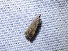 Anacampsis fullonella