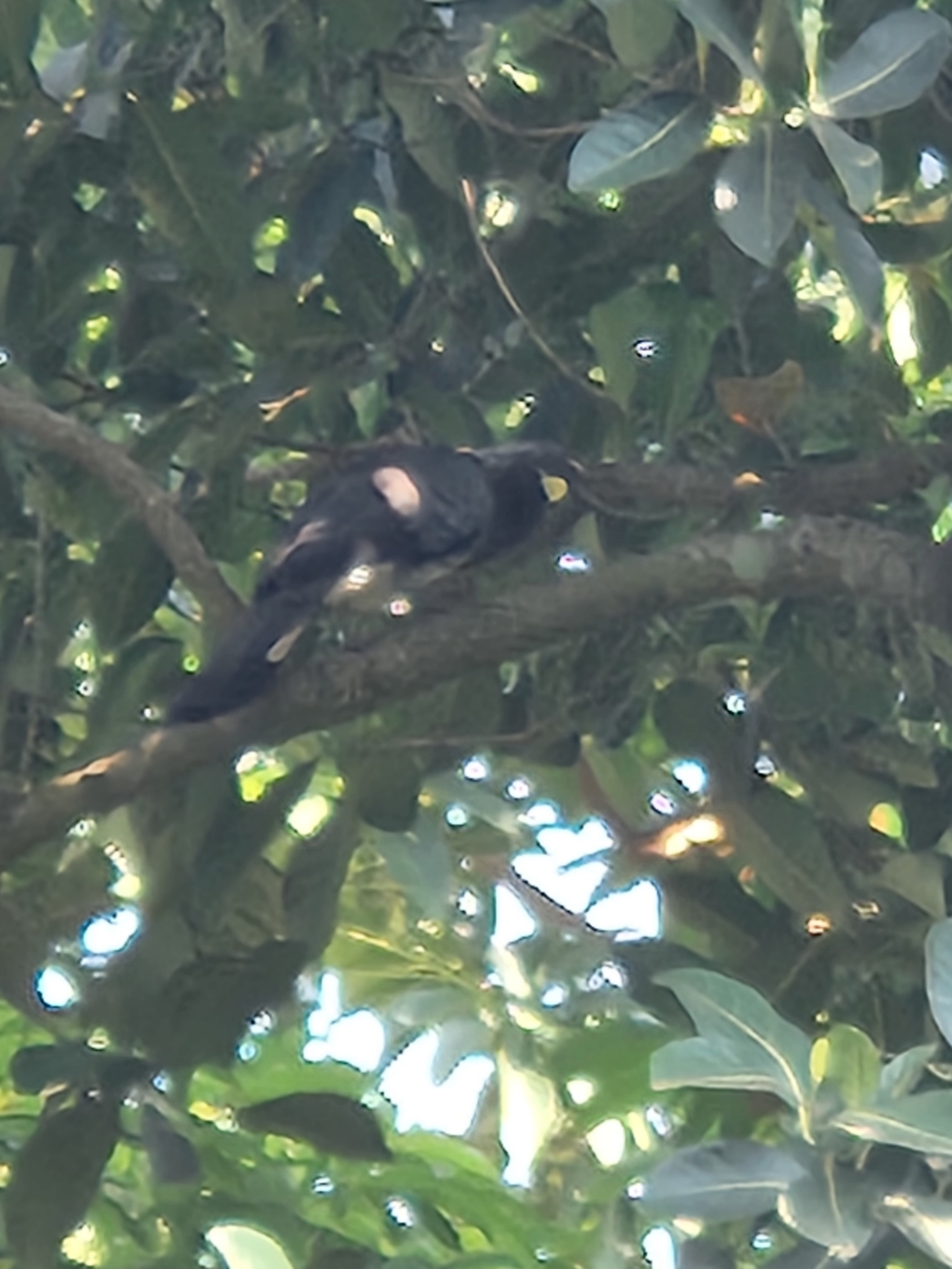 Eastern Plantain-eater (Crinifer zonurus), photo 7