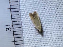 Anacampsis fullonella