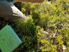 Piptatheropsis pungens