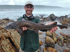 Brown Shyshark photo 3