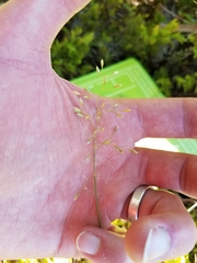 Piptatheropsis pungens