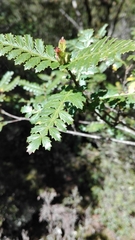 Weinmannia trichosperma