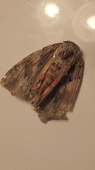 Catocala amatrix