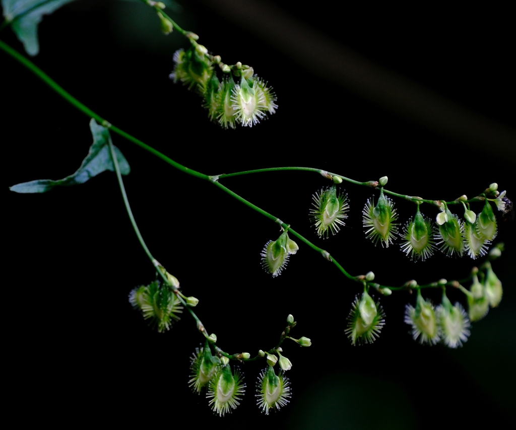 Fagopyrum snowdenii