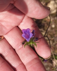 Echium plantagineum