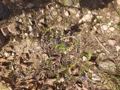 Echium plantagineum