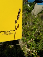 Carex vestita