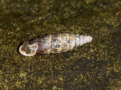 Clausiliini