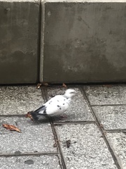 Columba livia domestica