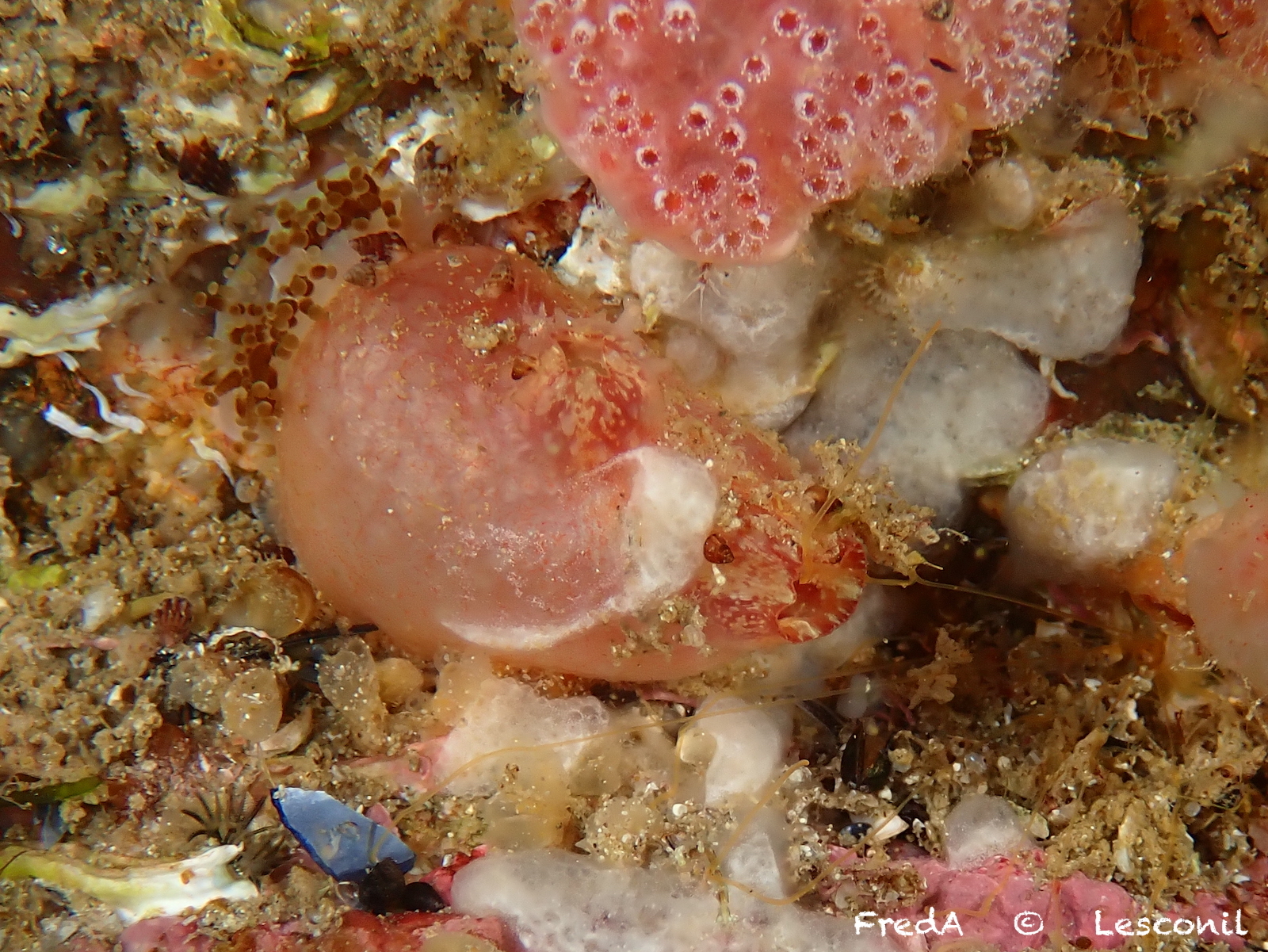 Asterocarpa humilis (Heller, 1878)